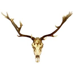 Antler Skull Wall Decor