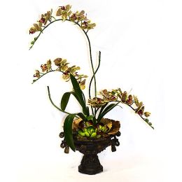 Orchid & Succulent Arrangement